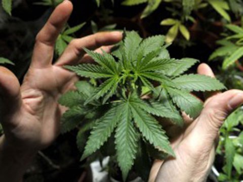 The History of Marijuana in the United States