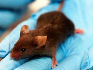 Mind-Controlled Mice Could Unlock New Techniques to Treat Illness