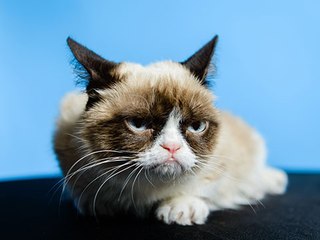 What Are Memes and Virality?