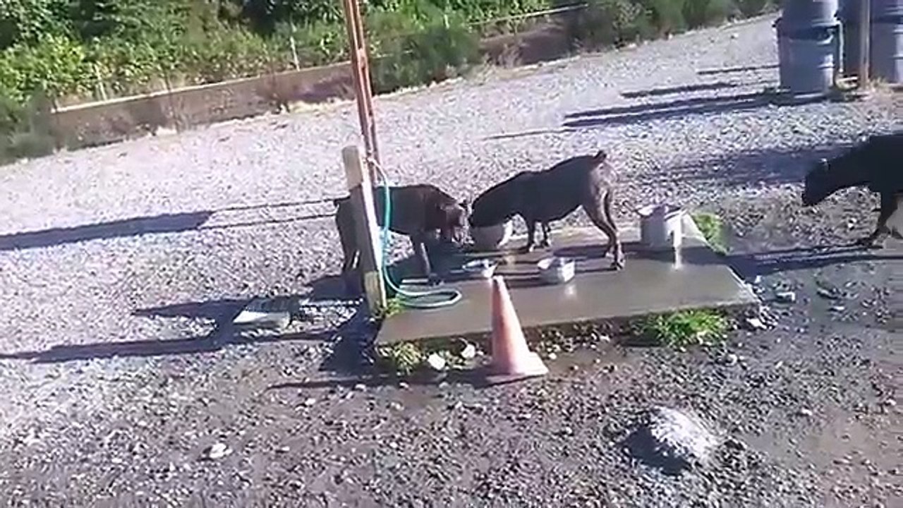 CANE CORSO VS ROTTWEILER!!! CORSO HANDLER VS ROTT HANDLER