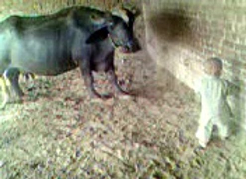 chotay bachay k baray kaam