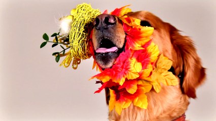 The Cutuzzle: An Adorable Muzzle for Your Jerk Dog