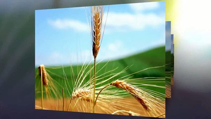 Vasilija RadojÄŤiÄ‡ - Ĺ to ti je Stano, mori!