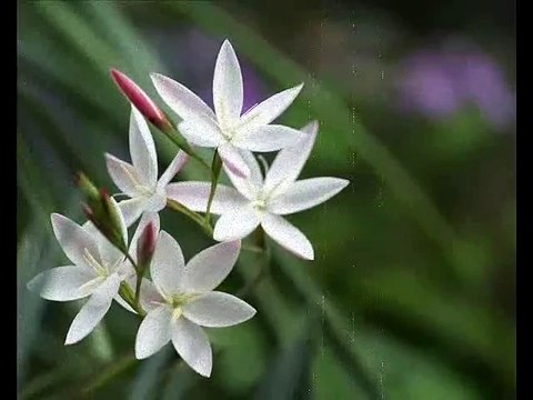 Vasilija Radojcic - Dremka mi se, drema milo nane!