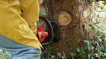 Reportage : Sapin de Noël pour la place de la préfecture de Metz