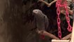 So cute parrot saying ALRIGHT ALRIGHT!!