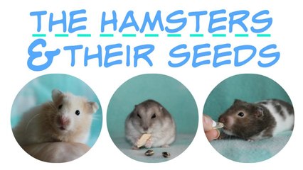 The hamsters and their seeds