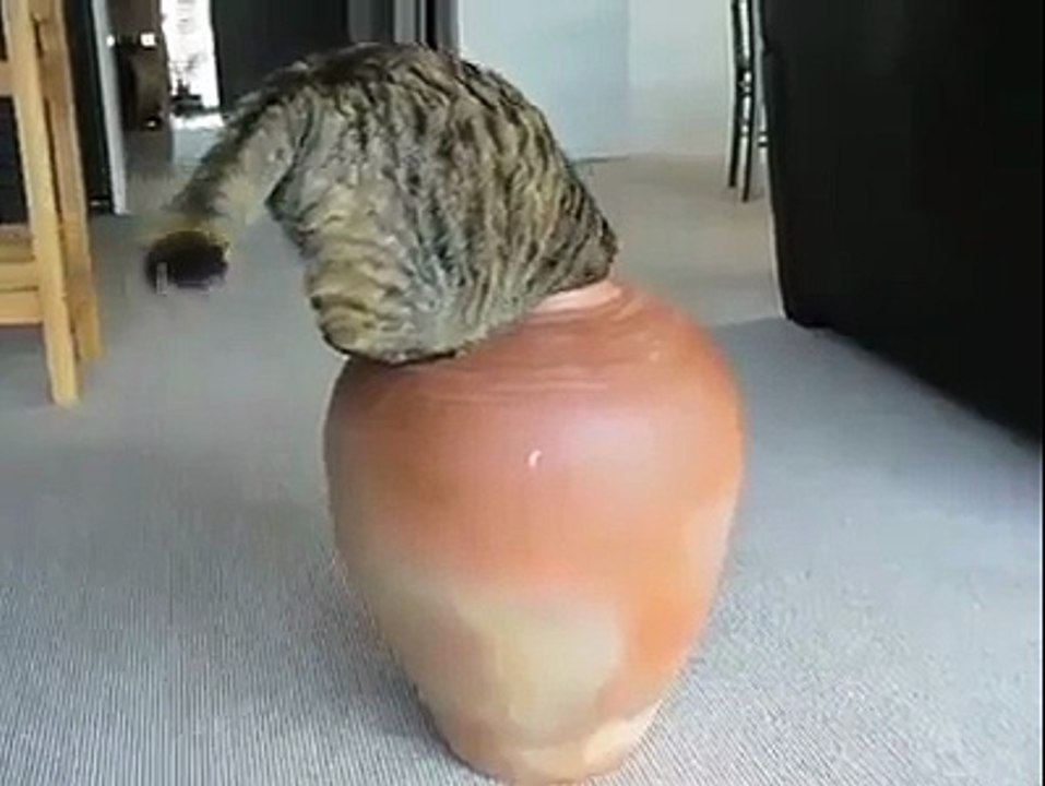 Funny cat video must watch