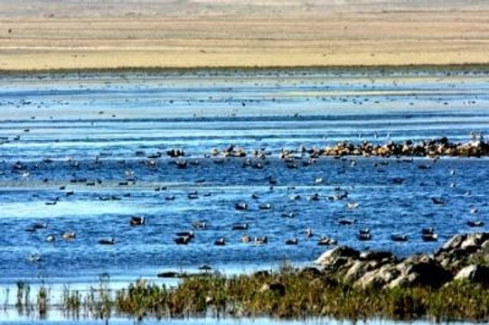 Kars Kuyucuk Kuş Cenneti, Taşıma Suyla Kurtarılacak
