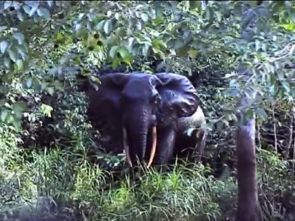 Audiences du Président Ali Bongo Ondimba en Australie - 1/2