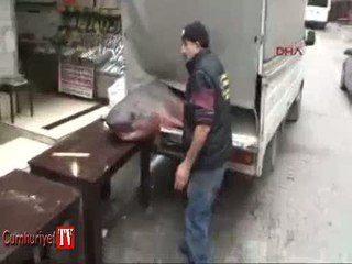 Üsküdar'da dev köpekbalığı yakalandı