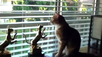 Comment les chats percoivent-ils leur environnement ?