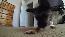 Adorable Puppy Chases Down Laser  Video