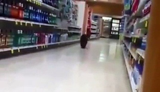 Bear cub roams aisles at local shop - Video