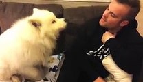 Samoyed puppy hugs