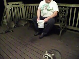 A group of raccoons eating peanut butter