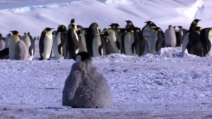 Un robot à l'étude des manchots