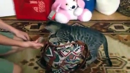 Cat Thinks It;s a Dog