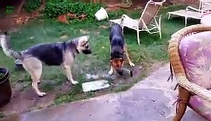 Dogs vs. Sprinklers Compilation