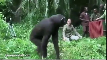 Ce chimpanzé va faire quelque chose d'incroyable pour remercier son soigneur