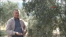 Manisa Soma Yırca Köyü Muhtarı Konuştu-1