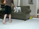 Bichon frise tricks