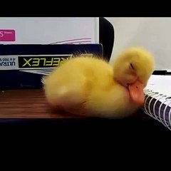 Sleepy chick كتكوت نعسان