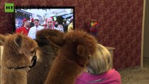 Deutschland: Alpacas leisten Gesellschaft im Altersheim
