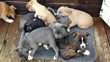 les chiots 2014 a 7 semaines en sieste ou presque