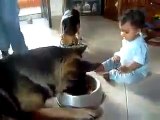 Köpekle bebeğin mama kavgası