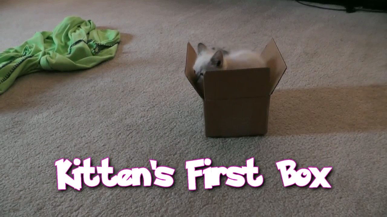 Quand mon chat rencontre une boite