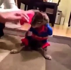 FUNNY VIDEOS Funny Cats Cute Cat Videos Cats Funny Compilation Funny Animals