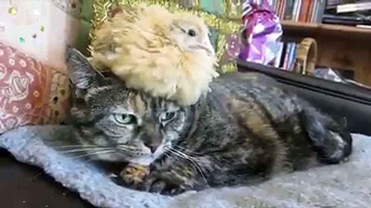 hen and cat together fu
