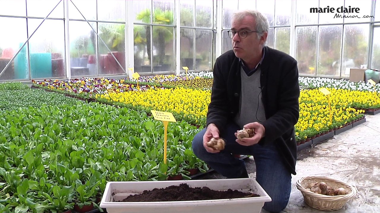 Planter les bulbes : mode d'emploi