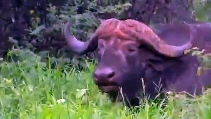 aslan bufaloyu canlı canlı yiyor