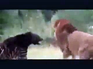 ayı ile aslan kavga ediyor