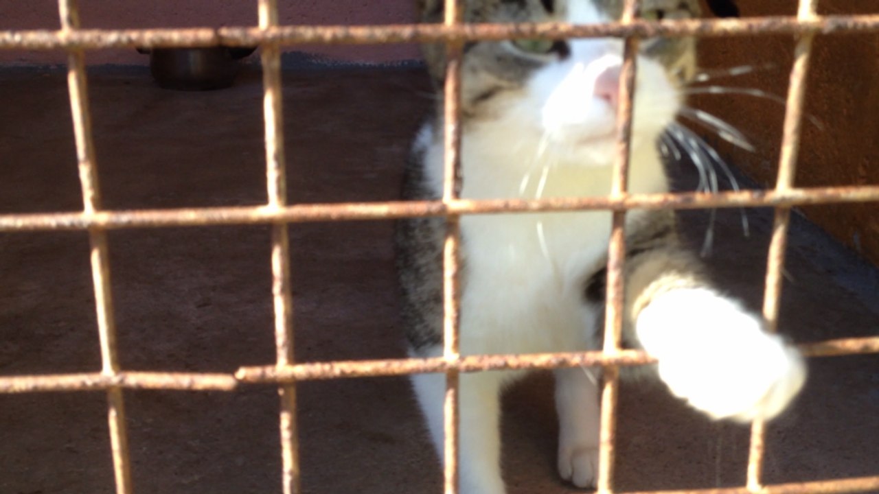 Trois petits chats au chenil de Falaise