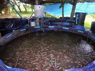 Tilapia Farming Guide