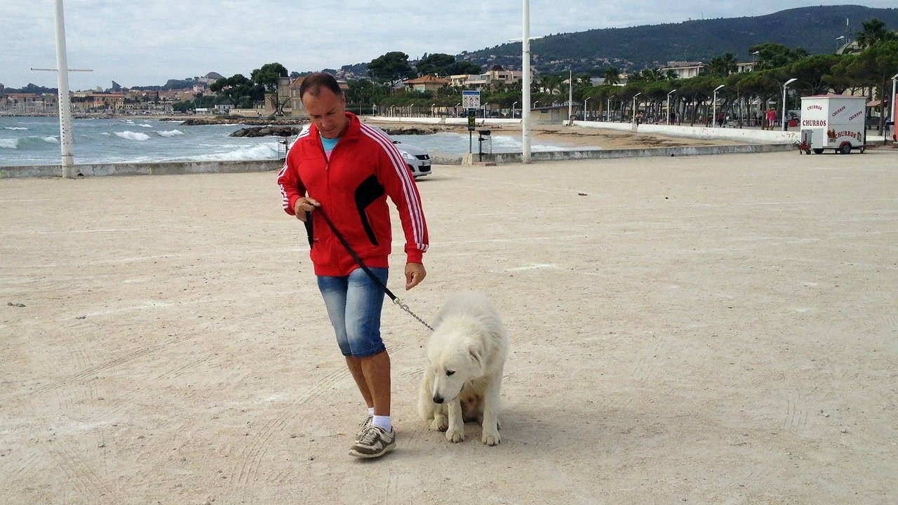 Dressage canin la Ciotat 13, berger de la maremme et des abruzzes