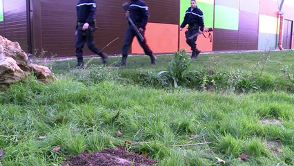 Chasse au tigre en Seine-et-Marne