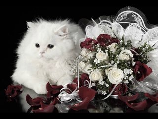 Ces fleurs pour toi .... Anne Sophie ( HD )