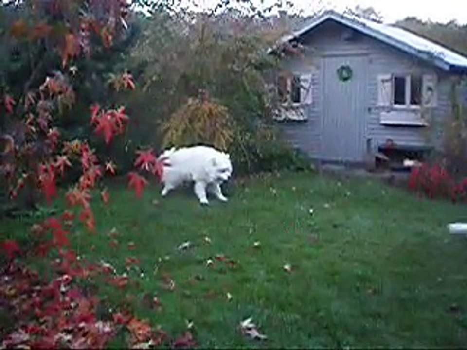 2014 11 13b jeux de chiens
