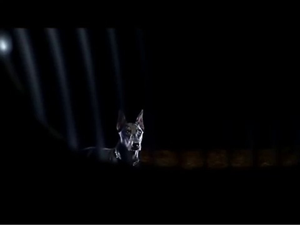 BMW : le doberman !