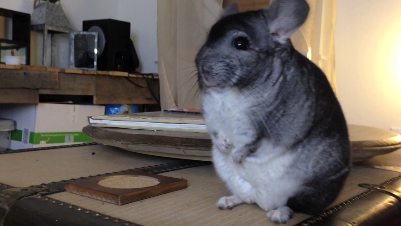 Chinchilla Being Totoro!