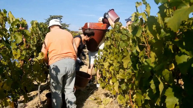 LES VENDANGES 2014 DANS LE BEAUJOLAIS