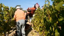 LES VENDANGES 2014 DANS LE BEAUJOLAIS