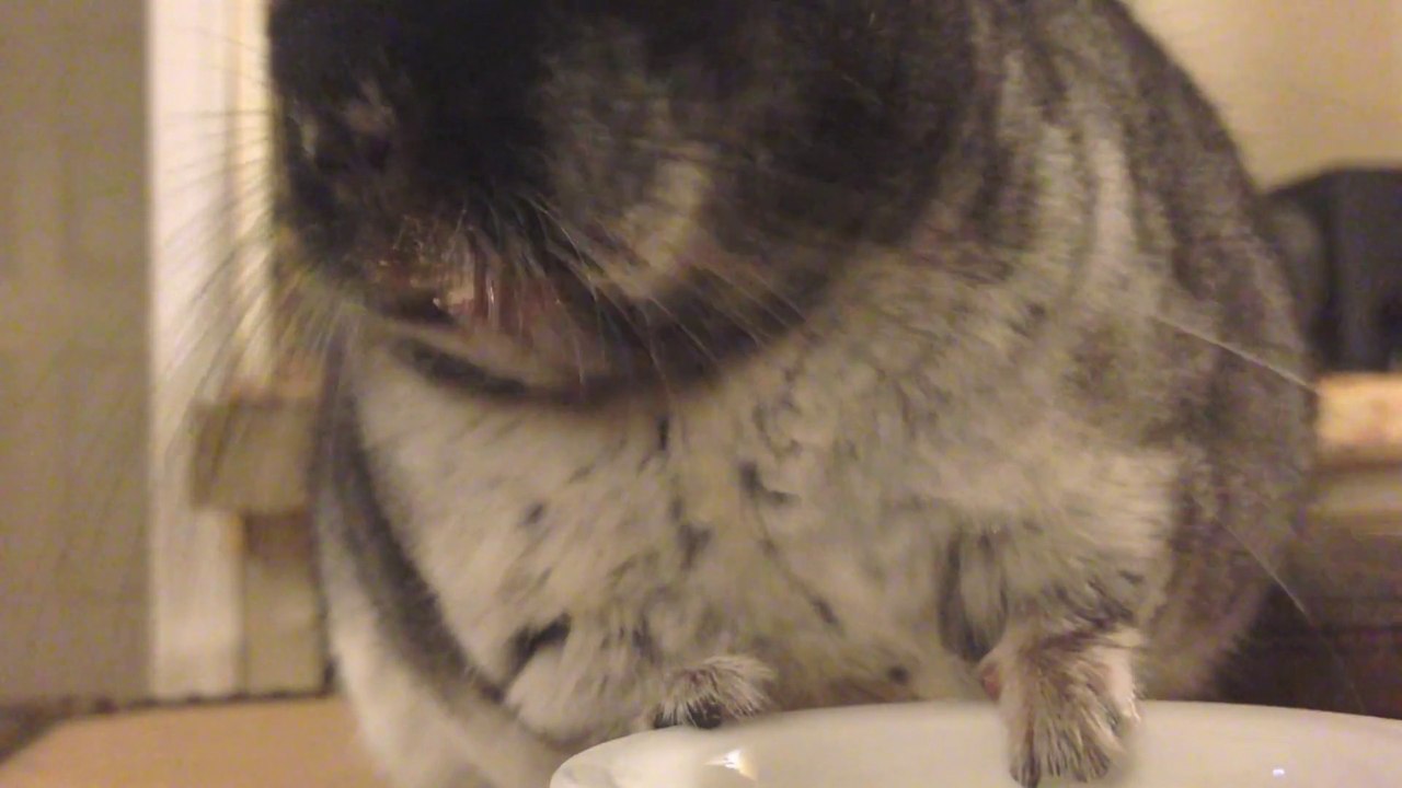 Cute Chinchilla Eating Crumbs Up Close!