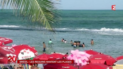 Recife est menacé par les requins