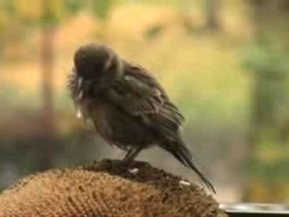 Moineau domestique