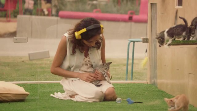 Thérapie anti-stress à base de chatons